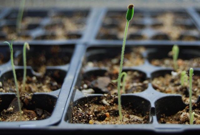 baby tomato seedling