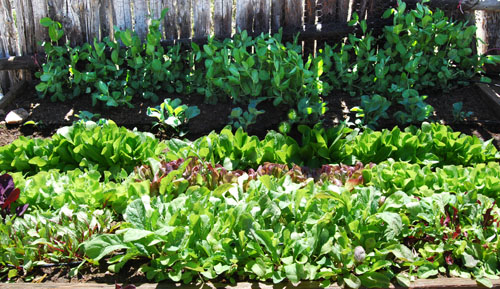 lettuce patch may16 72dpi