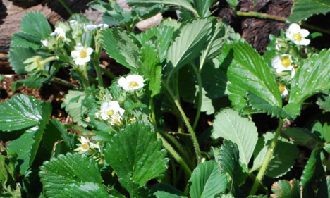 strawberries closeup in May
