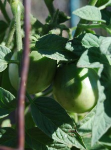 green tomatoes