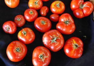 tomato-pantano romanesco 70 days