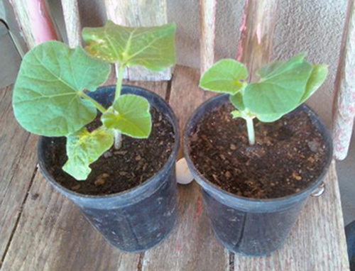 downsized_0614011227