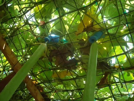 long gourd tops looking up inside a trellis (not mine!)