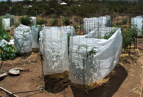 herbicide damage | giantveggiegardener