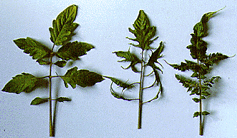 tobacco Mosiac virus