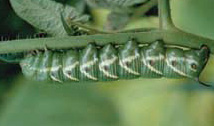 sphinxlarva