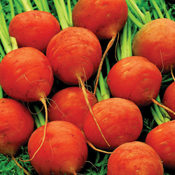 Paris carrot-photo courtesy of Huffington Post.com