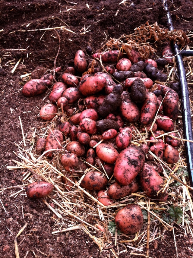 Potatoes dug out just in the nick of time!