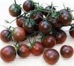 blackcherrytomato 65 days