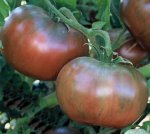 cherokee_purple_tomato 80 days