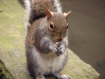 squirreleating nut