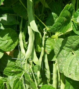 haricot tarabais  bean pods in summer