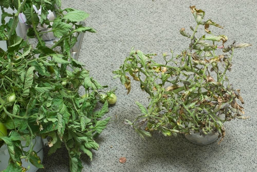 curly top virus_helthy plant