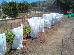 Create a physical barrier with row cover