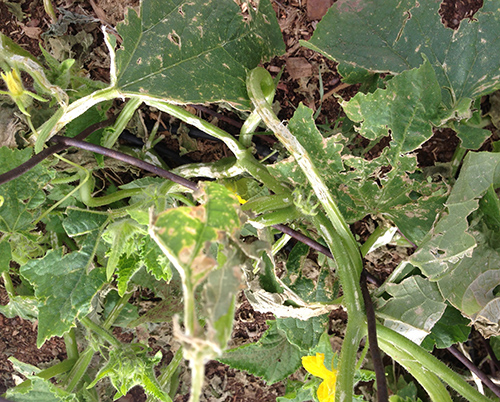 Hail damage-cukes