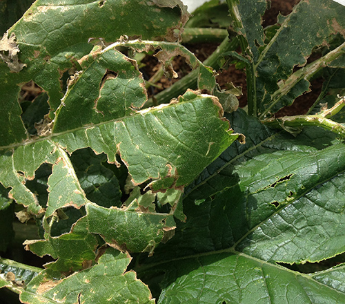 Hail damage-zucchini