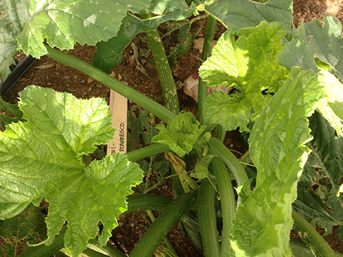 This zucchini is recovering nicely
