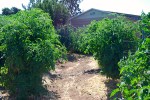 13tomato_path