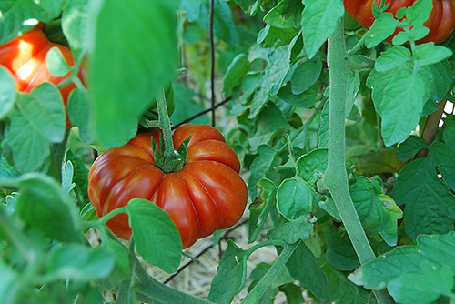 3omato_costuluto genevese