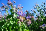 5borage flowers