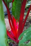 61red chard glow