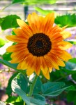 63sunflower_ orange