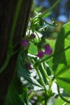 7bean_rattlesnake blossom