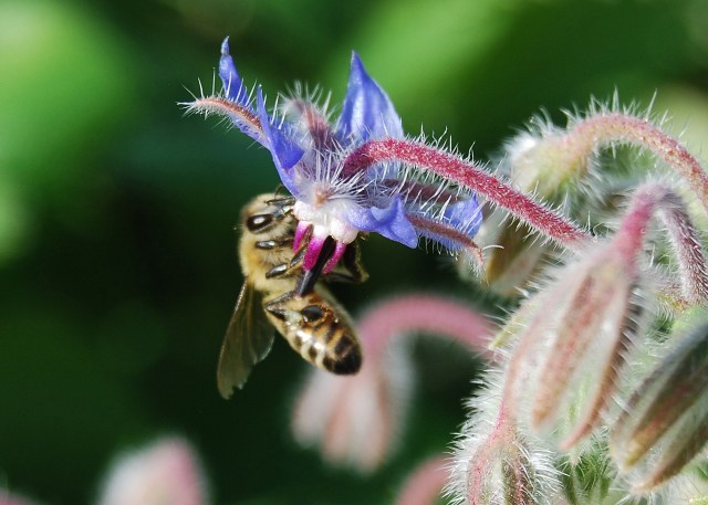 Bee on Borage-photo courtesy of Elodie Holmes