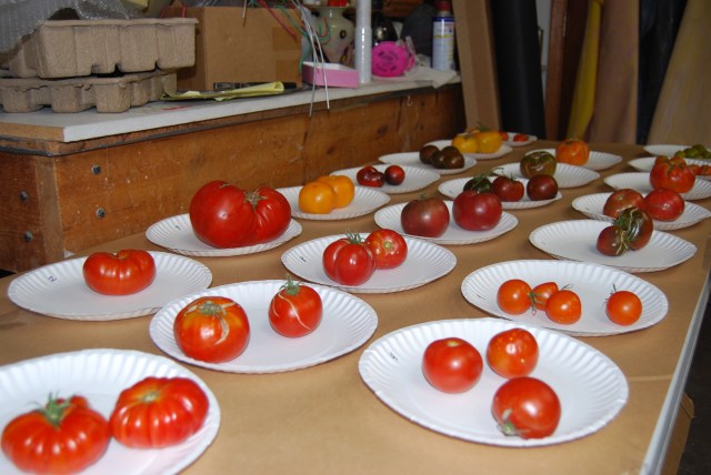 tomato contest1