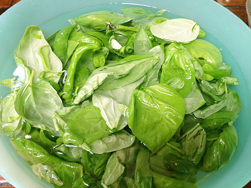 fresh basil leaves soaking