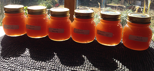 2013-part of the fall honey harvest