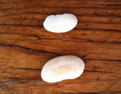 tarabais and navy bean