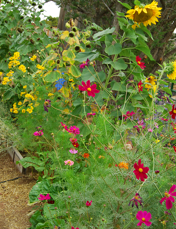 FLOWERS IN GARDEN 2012