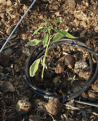 Here's a shishito pepper that was put out too early and got stunted