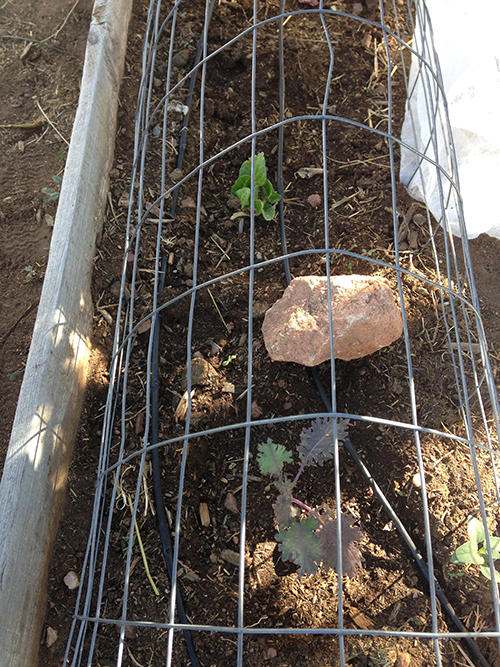 closeup of fence cage