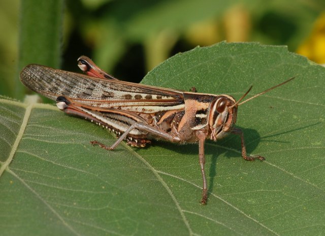 grasshopper:photo credit: ncsu.edu
