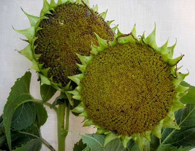peredovik-sunflower heads