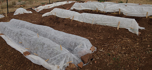 row cover in early summer
