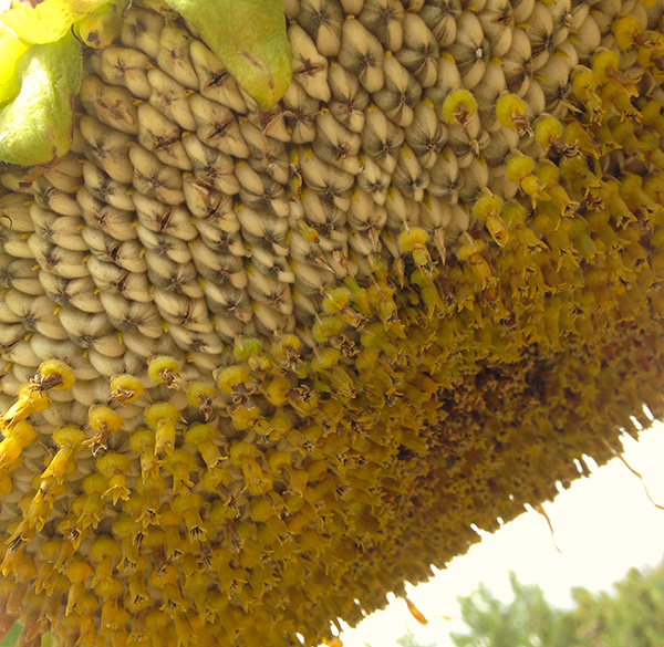 sunflower seedhead closeup
