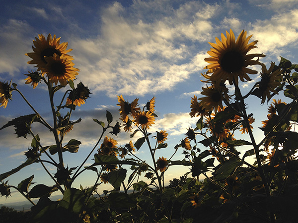 sunflowers sunset