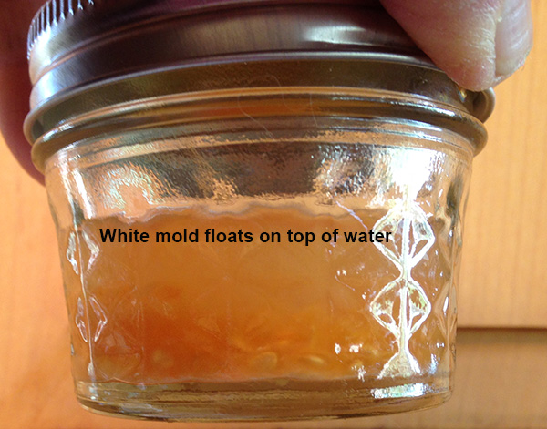 white mold grows on top of the water