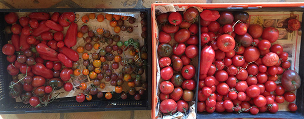 Nov tomatoes
