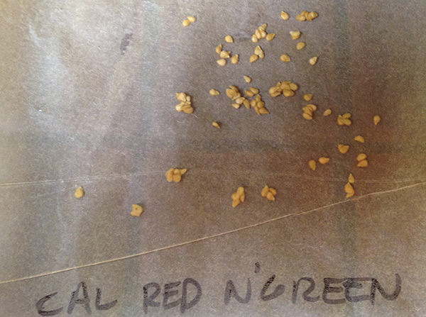 Put your seeds on wax or parchment paper. Write down the variety.