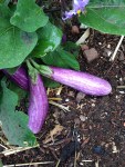 fairy eggplant