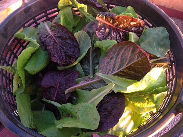 lettuce-jan 16, 2015