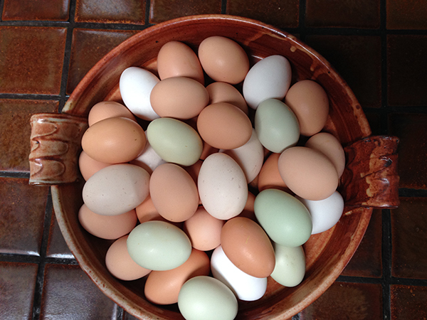 eggs 2015