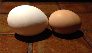 pullet egg vs reg egg