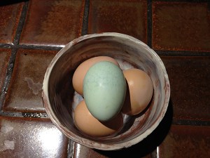 pullet eggs Mar1