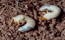 scarab-beetle-larvae