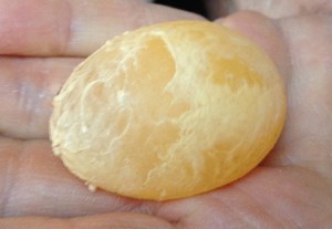 shelless egg